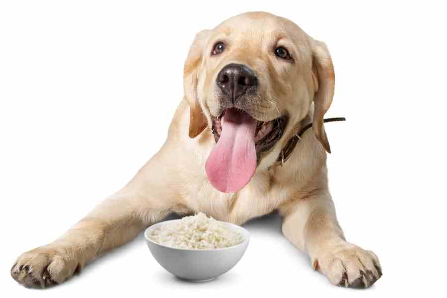 a labrador and a bowl of rice