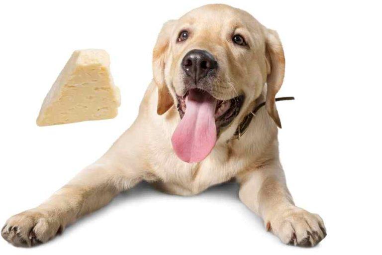 Can Labradors Eat Cheese