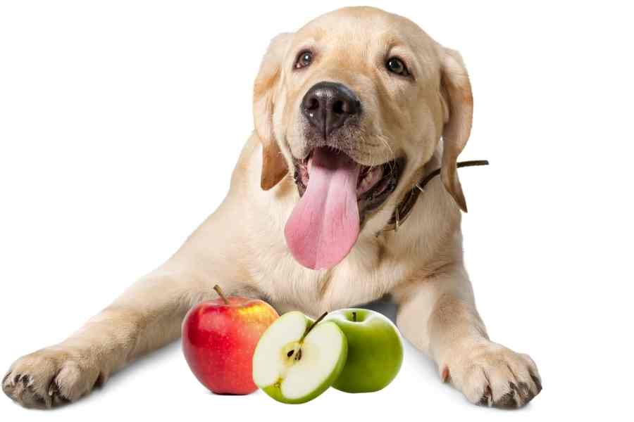 a labrador and a three apples
