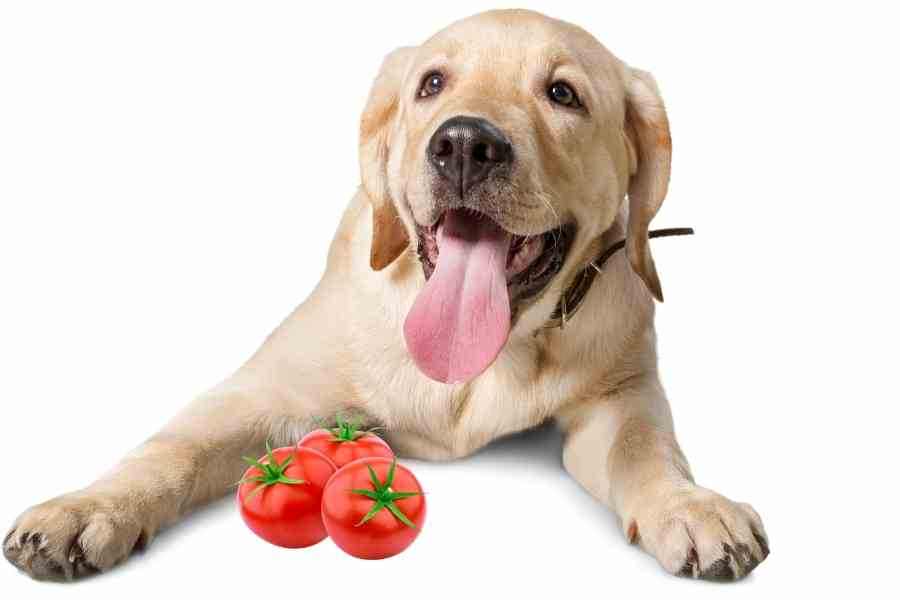 a labrador and a three tomatoes