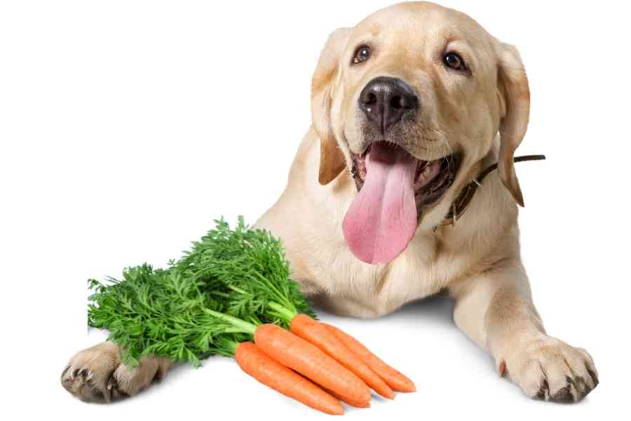 a labrador and carrots