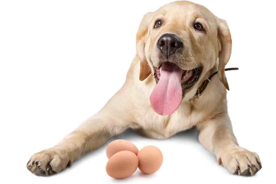 a labrador and eggs