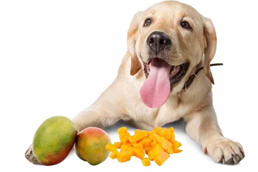 a labrador and mango