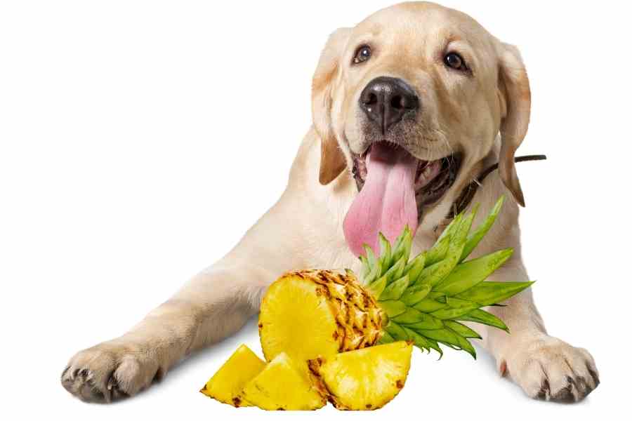 a labrador and pineapple
