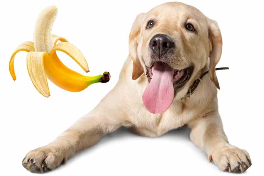 a labrador and a banana