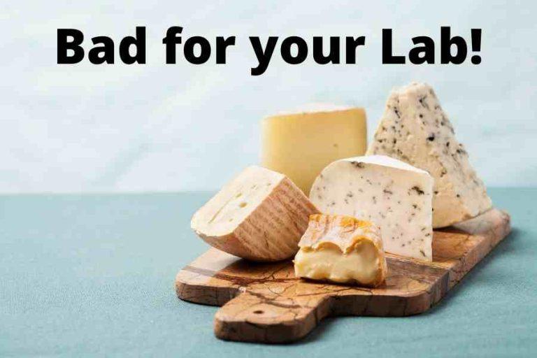 Can Labradors Eat Cheese