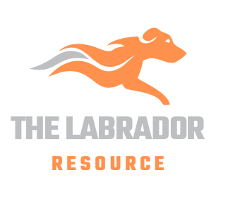 All About Labradors