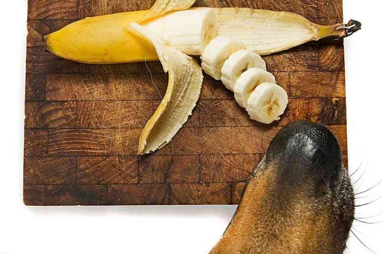 Can Labradors Eat Bananas?