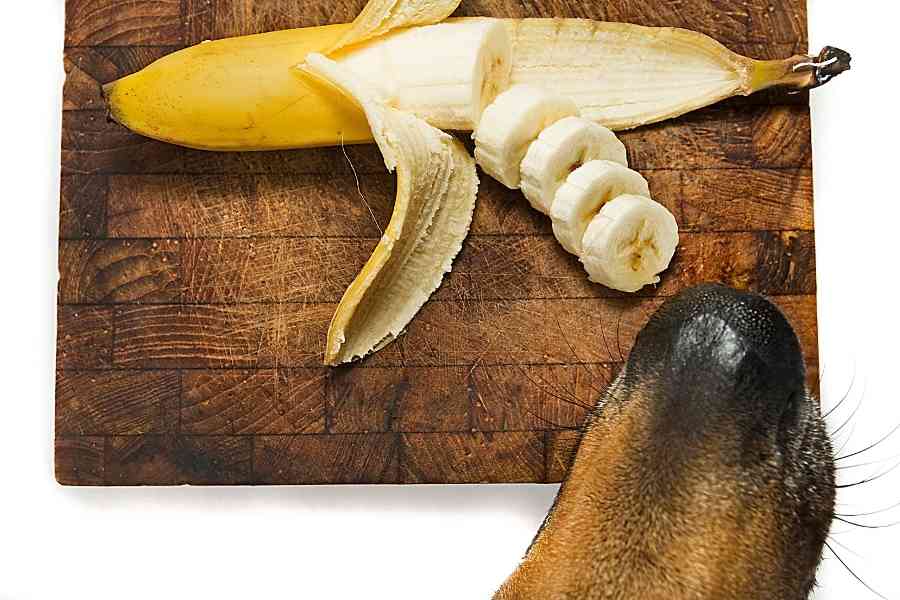 dog sniffing at a banana