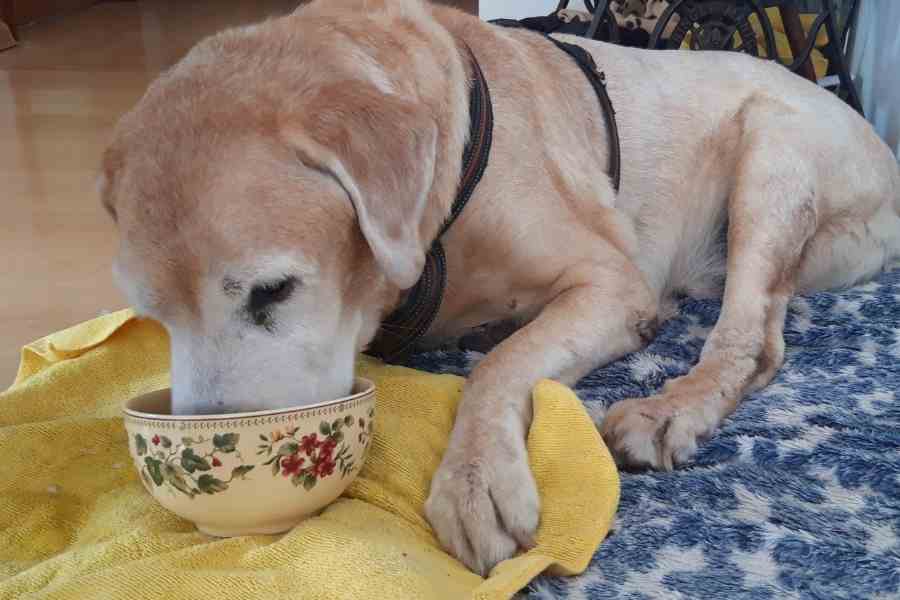 old lab eating rice