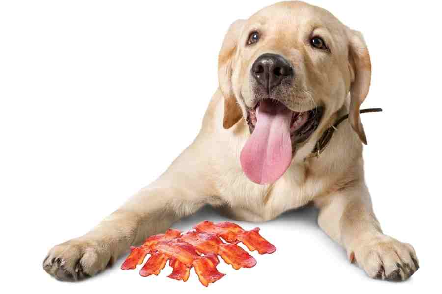 a lab and bacon