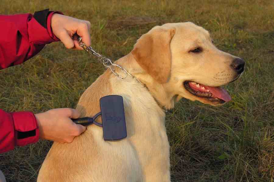 labrador getting brushed for a nice fur