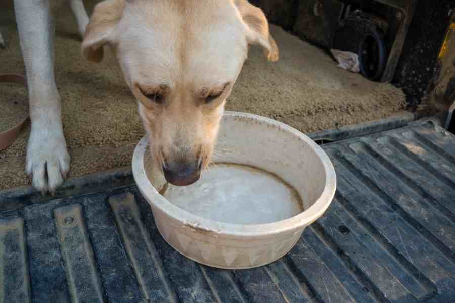a lab eating out of his bowl