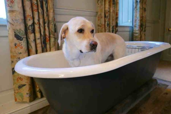 Bathing And Grooming Your Labrador