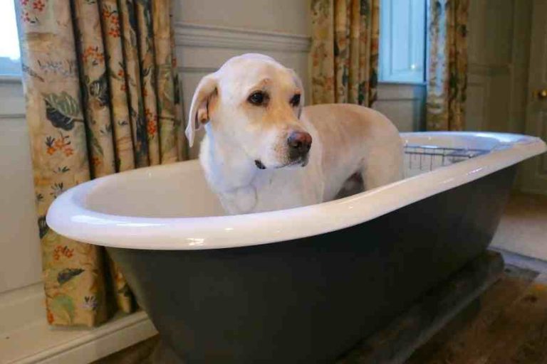 How To Bathe A Labrador