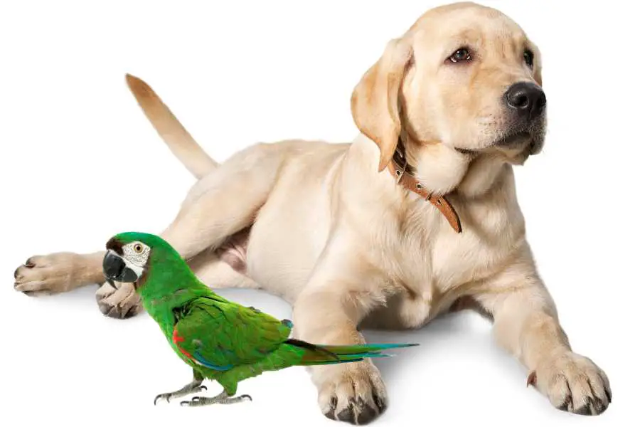 a labrador retriever and a parrot