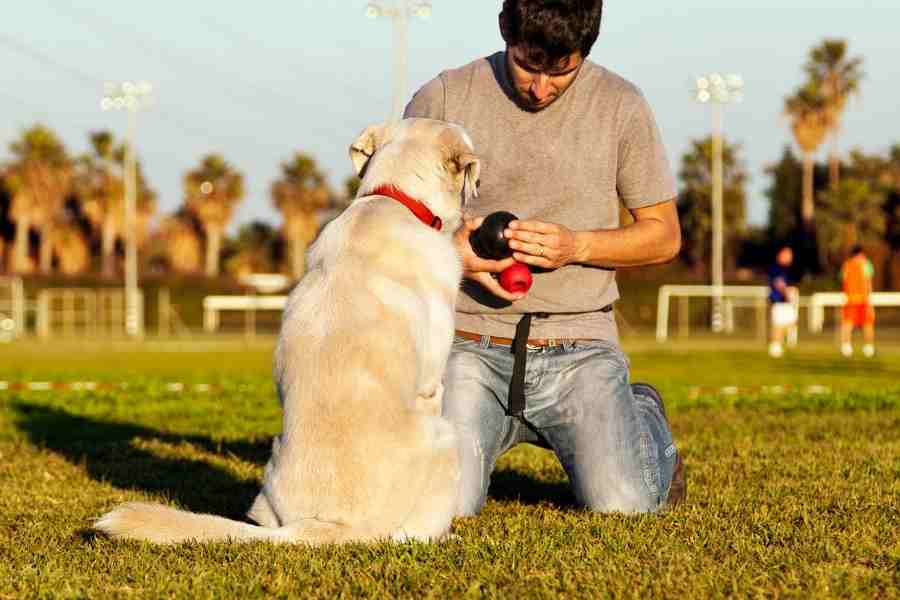 labrador and dog trainer