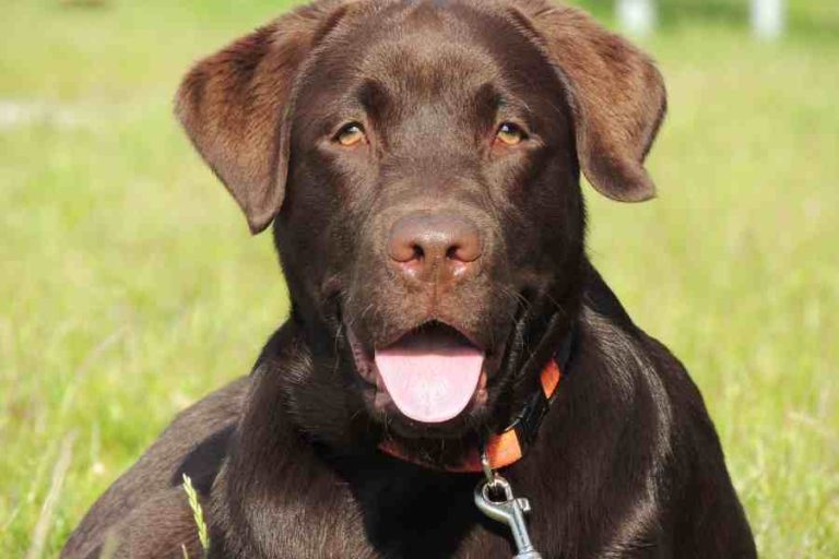 How To Hold A Dog Leash