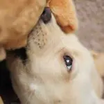 labrador puppy biting