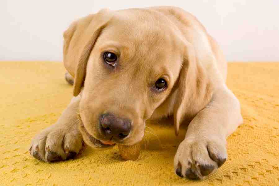 Does Dog Poop Decompose In Winter Keryover