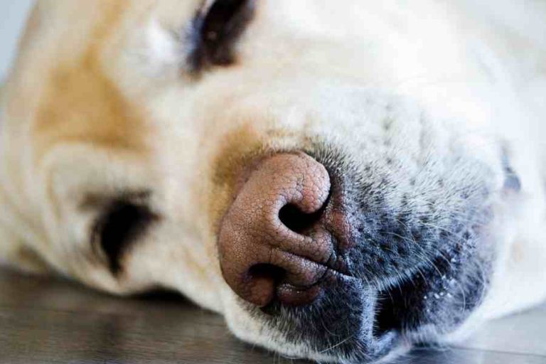 How To Clean A Labrador's Ears