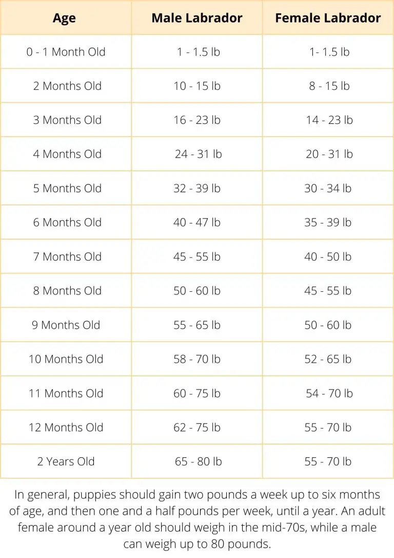 How To Tell If My Labrador Is Underweight