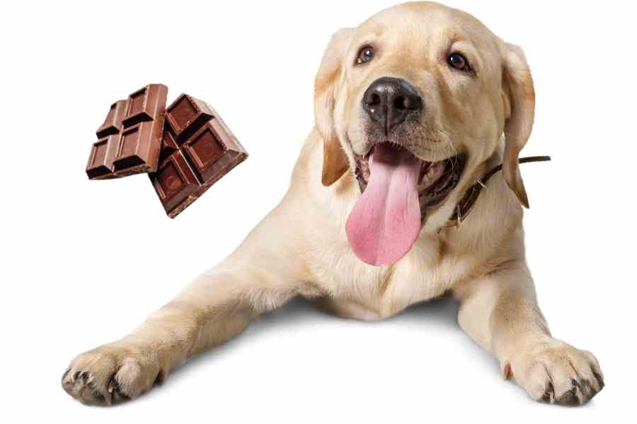 a labrador and chocolate