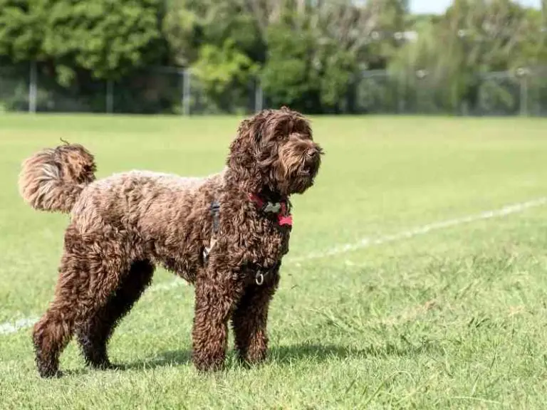 Do Labradoodles Shed?