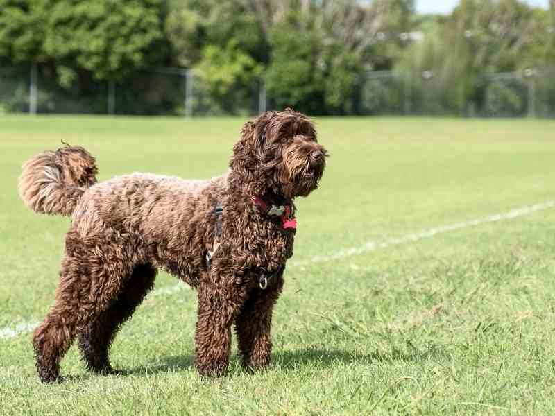 brown mdium sized labradoodle in a field