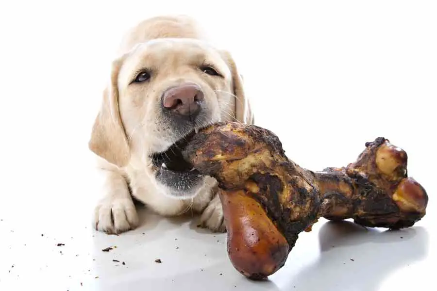 a lab chewing on a smoked bone