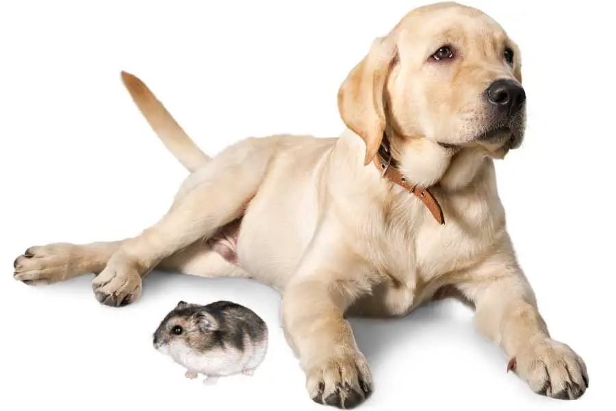 a labrador retriever and a hamster