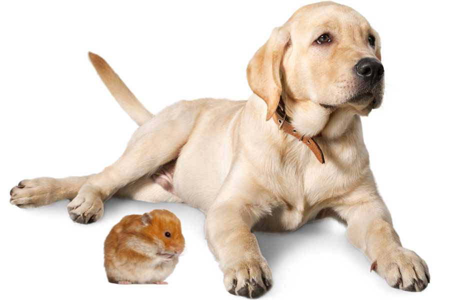a labrador retriever and a red hamster