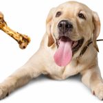 can labradors eat smoked bones a labrador with a smoked bone next to him