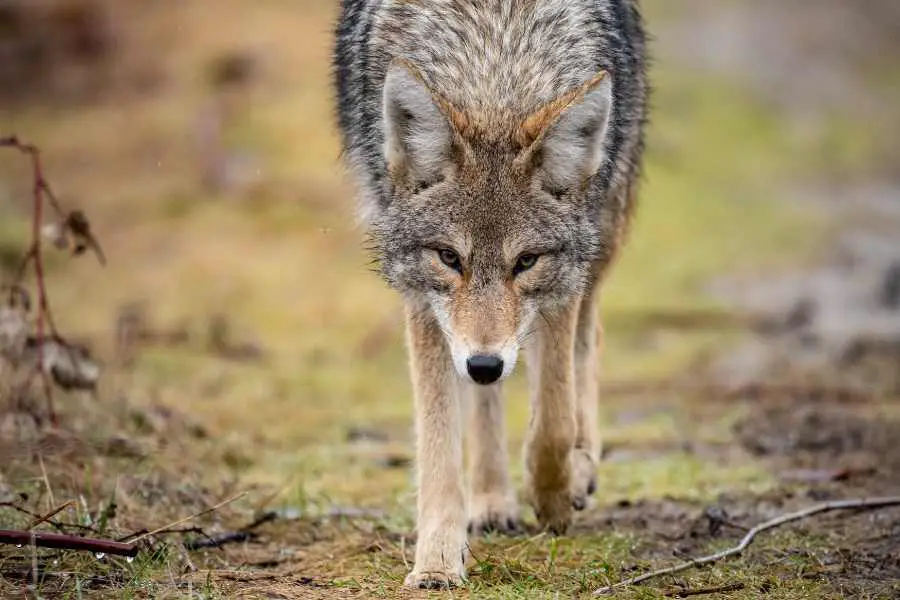 a-coyote-approaching-