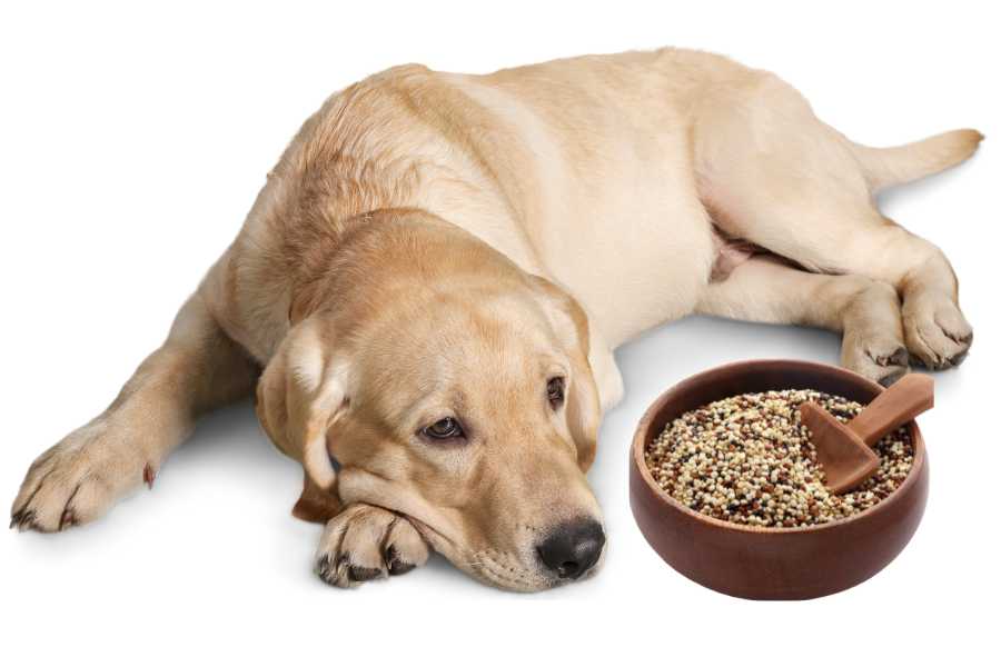 a labrador retriever and a bowl full of fresh mixed quinoa