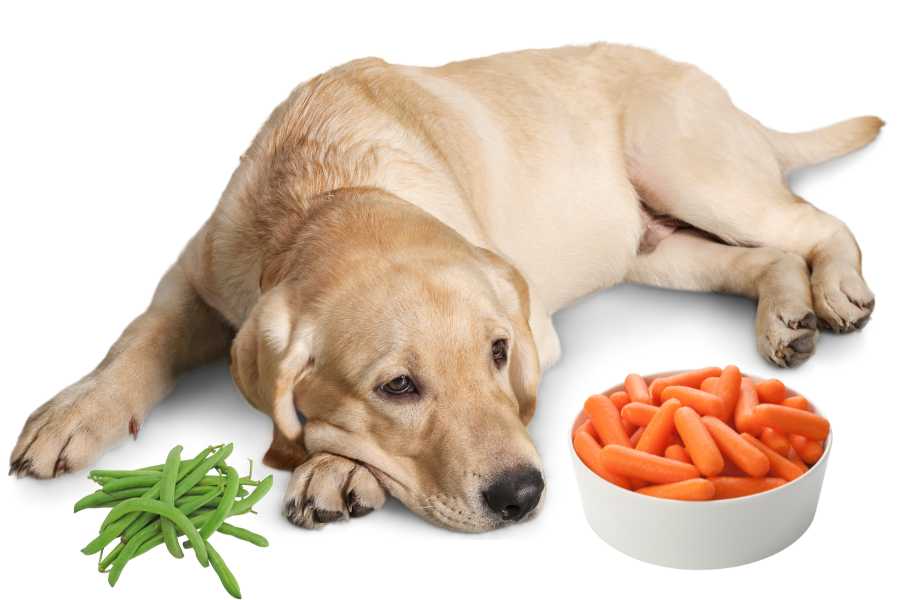 a labrador retriever and asome carrots and green beans