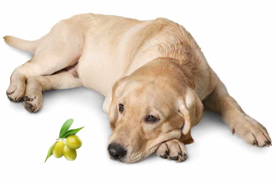 a labrador retriever and olives