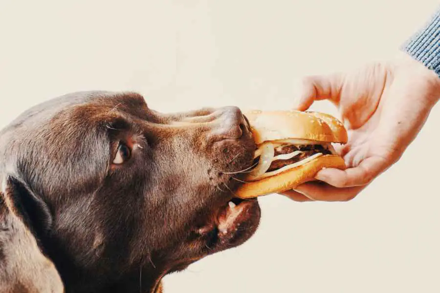 lab eats a burger that really bad for him