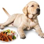 a labrador retriever and a plate with chicken wings salad and two dips