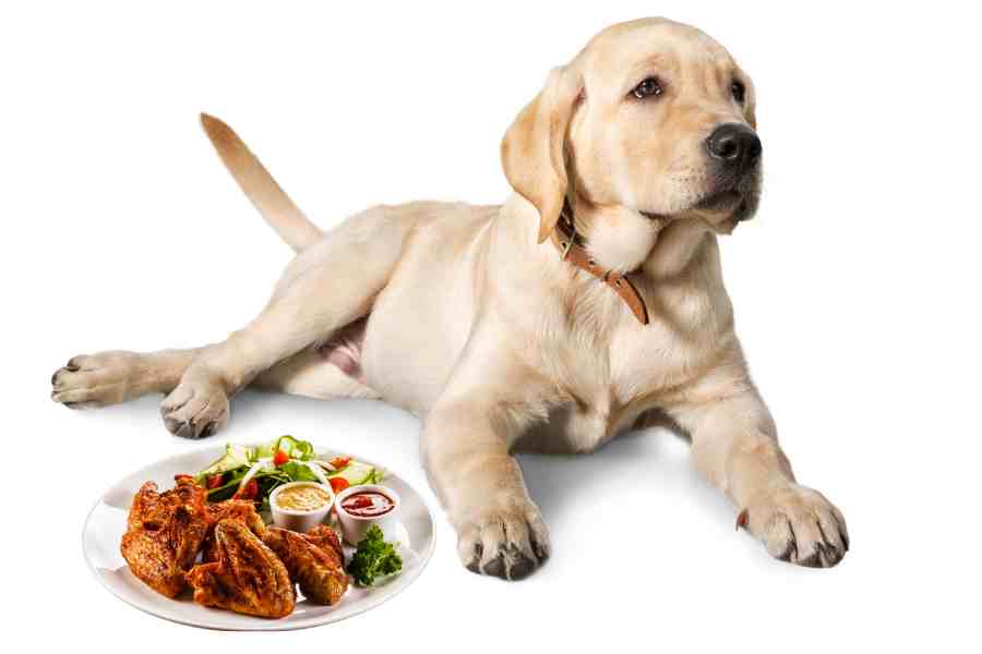a labrador retriever and a plate with chicken wings salad and two dips