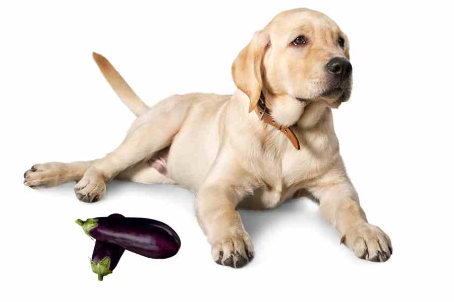 a labrador retriever and eggplant