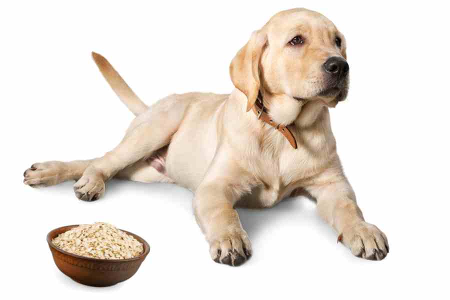 a labrador retriever and a bowl of oatmeal
