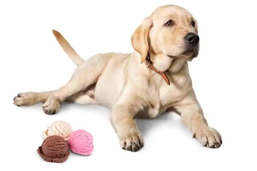 a labrador retriever and chocolate strawberrie and vanilla ice cream balls