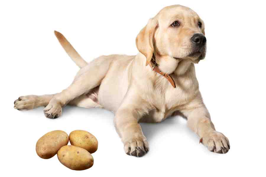 a labrador retriever and three raw potatoes