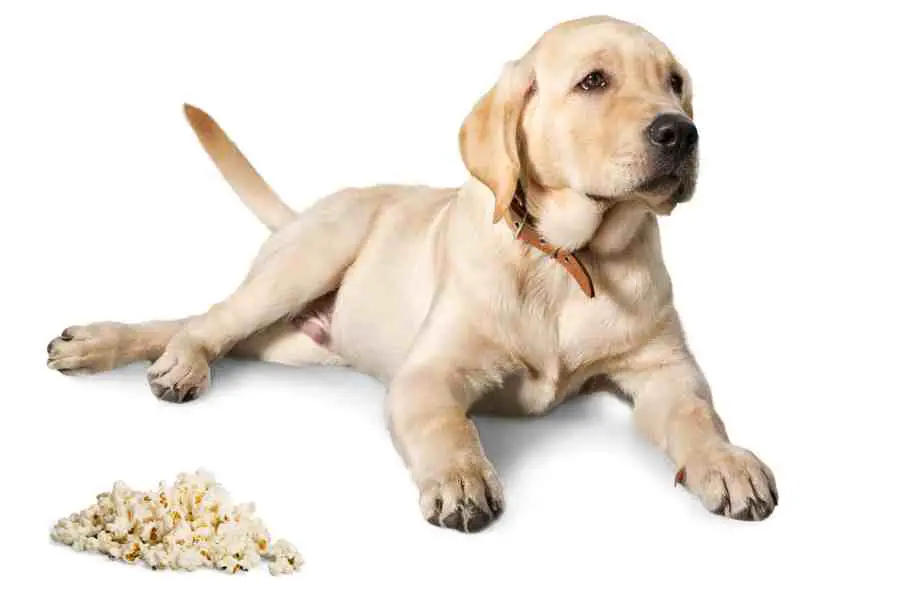 a labrador retriever and a popcorn _1