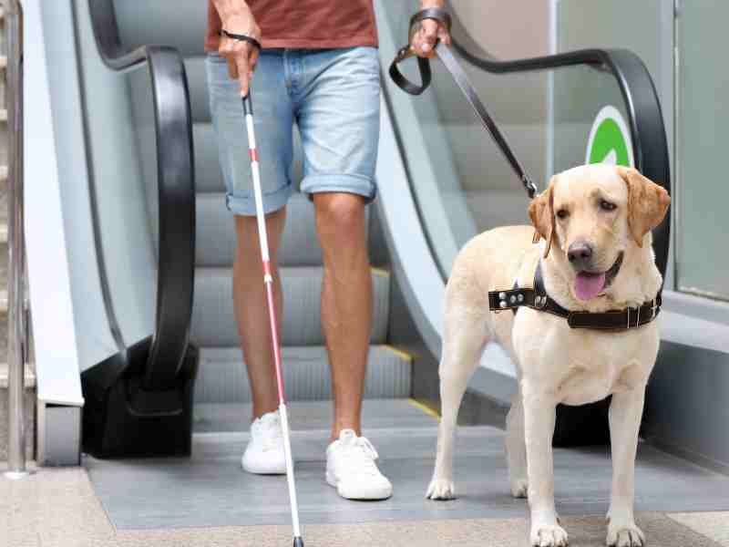 Blind Man with Guide Dog near Escalator