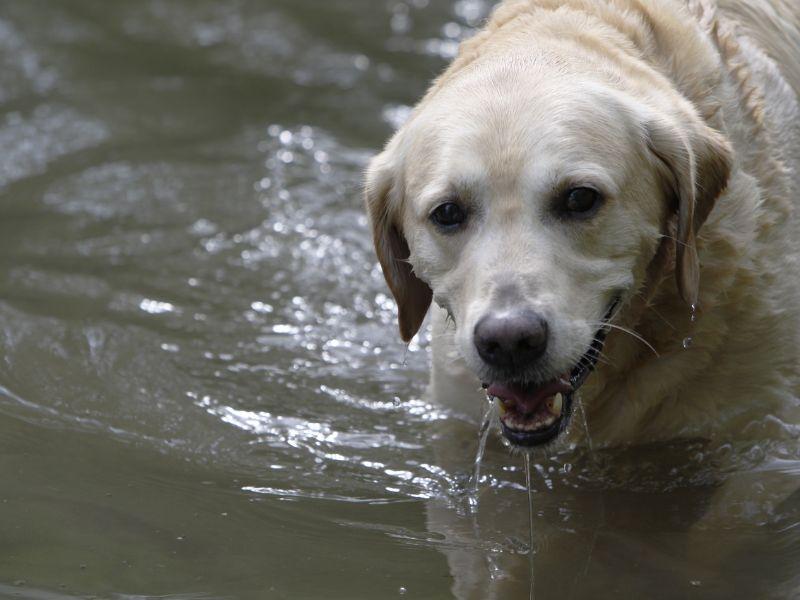 Labrador Retriever in Water