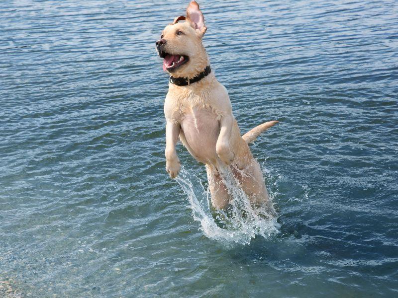 Playful Labrador Retriever in Water
