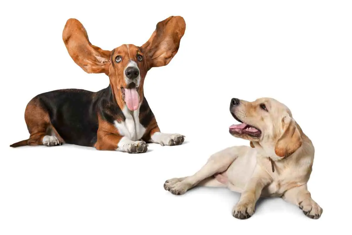 a basset hound and a labrador