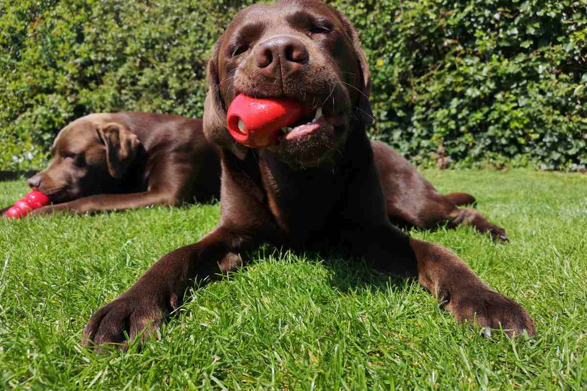 lab puppy playing with a Kong